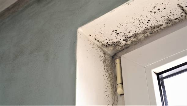 Best Crawl Space Mold Remediation  in Lake Oswego, OR