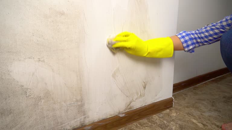 Trusted Lake Oswego, OR Mold Removal Experts